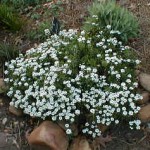 Candytuft Candytuft