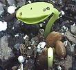 Seed germinating; 1st leaves showing