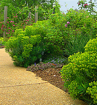 Plant Gallery Encyklopedia Roslin Spiraea Species And Varieties