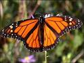 butterfly monarch