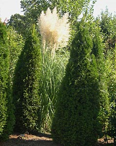 garden 2009 journal september its appreciate cannot architectural fully really line pampas