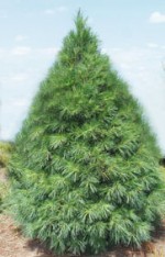 Christmas Tree White Pine