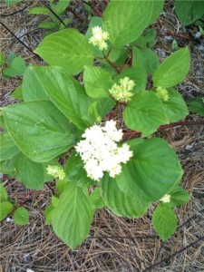 White+dogwood+tree+facts