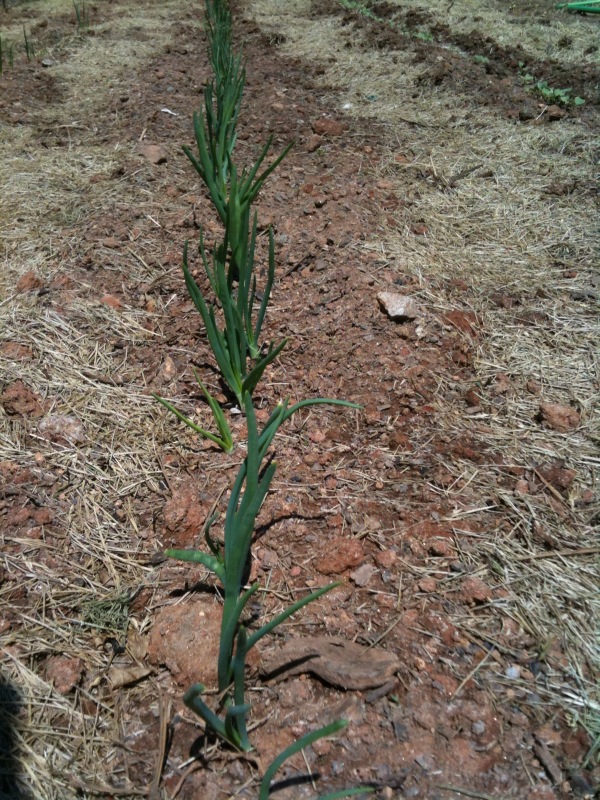 Garden Journal: May 9, 2010