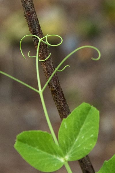 What are some plants that grow tendrils?