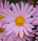 Chrysanthemum -rubellum Clara-Curtis’