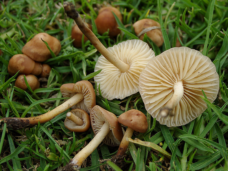 Edible Mushrooms Fairy Ring Champignon (Marasmius oreades)