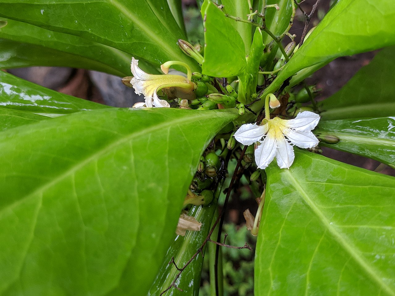 Plant Profile Beach Naupaka (Scaevola sericea var. taccada)