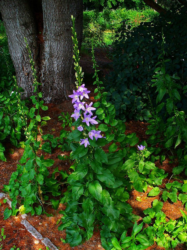 Plant Profile Chimney Bellflower (Campanula pyramidalis)