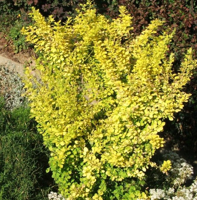 Invasive Plants and Their Native Alternatives Japanese Barberry (Berberis thunbergii)