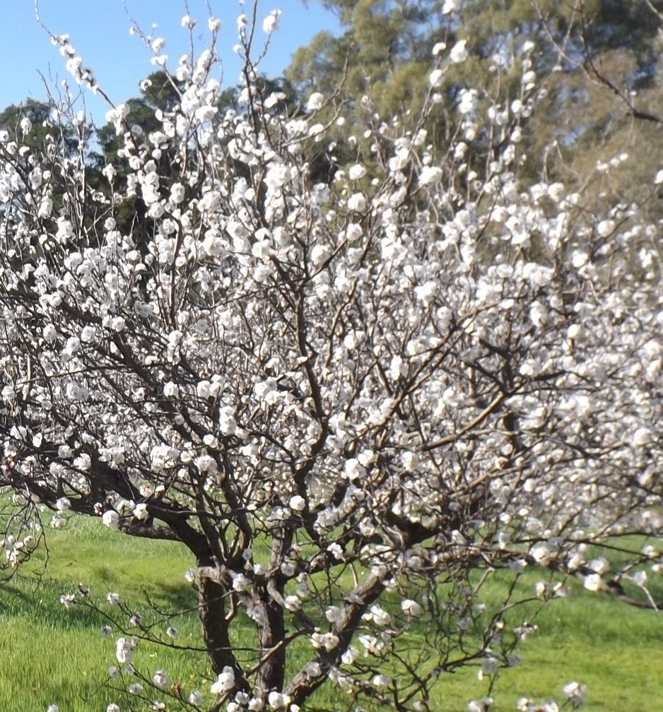 Plant Profile Apricot (Prunus armeniaca)