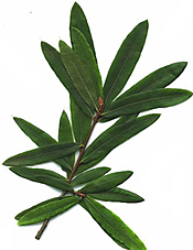 Name This Plant Game: Trees 2