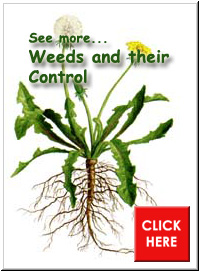 Weeds and their Control Pointer