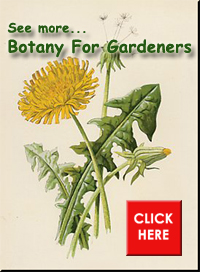 Botany for Gardeners  Pointer