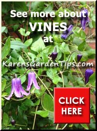 Vines pointer