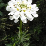Single Candytuft Single Candytuft