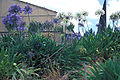 Agapanthus, blue and white