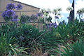 agapanthus-blue Agapanthus, blue and white