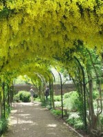 Arbor tunnel with laburnum