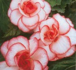 Tuberous begonia