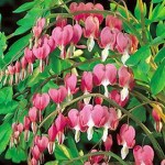 Bleeding Heart (Dicentra spectabilis)