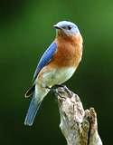 bluebird2 Bluebird