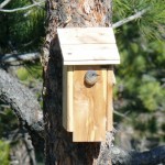bluebird_nesting_house Bluebird Nesting House
