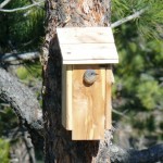 Bluebird Nesting House