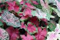 Caladium