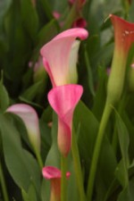 Calla lily