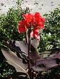 canna-purple-foliage Canna