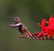 crosmia-and-hummingbird