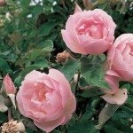 Earth Kind Rose - Duchess de Brabant