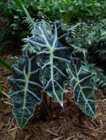 elephant-ear-white-veins Elephant ear