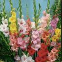 Gladiolus