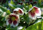 Lenten Rose (Helleborus orientalis)