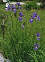 Siberian iris (Iris sibirica)