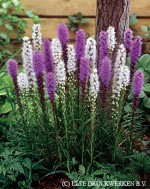 liatris-puple-white2 Purple and white Gayfeather