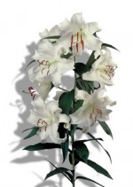 lily-casa_blanca Casa Blanc lily