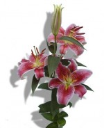 Oriental Lily 'Star Gazer'