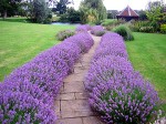 Brick path with lavender