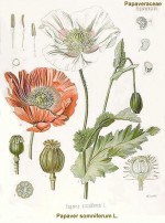 Papaver somniferum