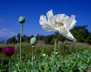 Papaver somniferum