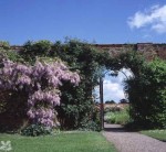 wall-brick-berringtonhall-walled-garden brick wall with wisteria