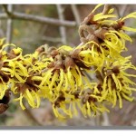 Witch hazel 'Arnold Promise'