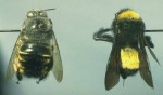 Carpenter bee (left) and bumblebee (rt)