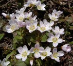 claytonia-lanceolata-spring-beauty1 Spring Beauty
