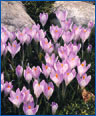 Species crocus (C. tommasinianus)