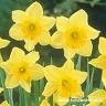Daffodil 'Carlton'