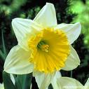 Daffodil 'Ice Follies'